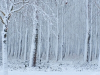 Lemurisch bos in de sneeuw_2.jpeg
